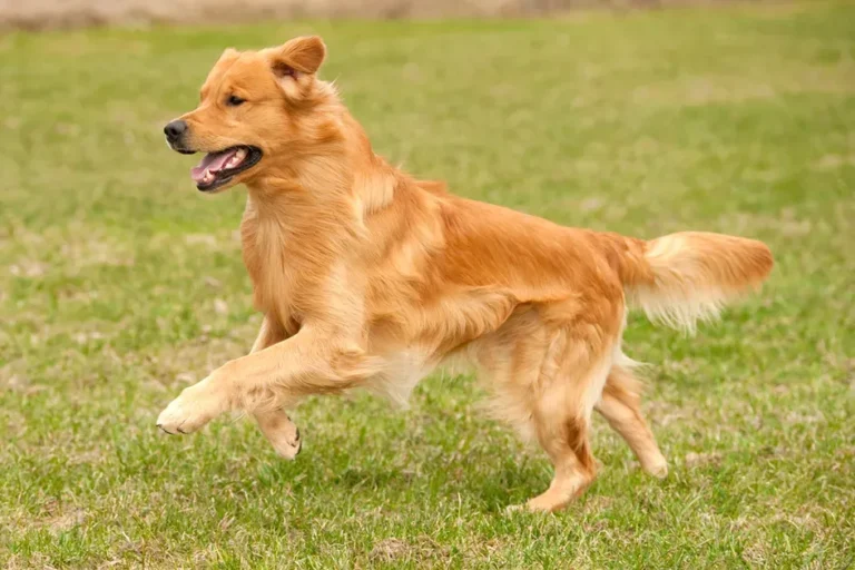 Valplekar: Meaning Origins and the Evolving Understanding of a Multifaceted Term